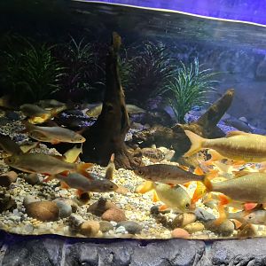 First room- Top tank