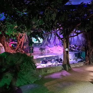 Second room - Amazonia