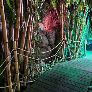 Second room - Amazonia