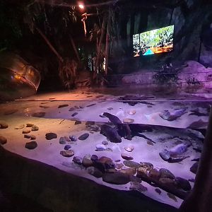 Second room - Amazon basin