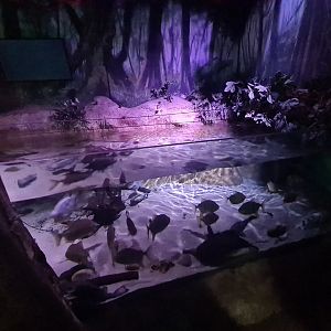 Second room - Amazon basin