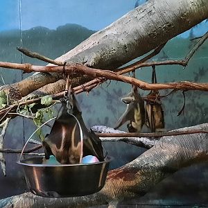 Na na na na na na....