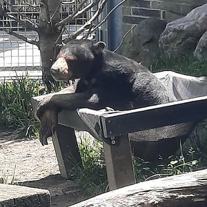 Scruffy - Sun Bear