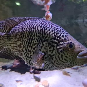 Amazon basin - (ID?)