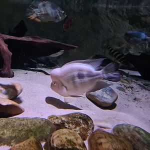 Amazon basin - Midas cichlid