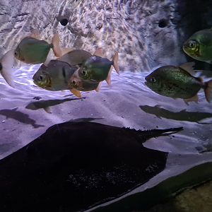 Amazon basin - Black-band myleus, Ocellate river stingray