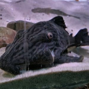 Amazon basin - Pleco (ID?)