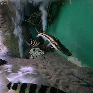 Amazon basin - Duckbill catfish, Banded leporinus