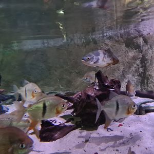 Amazon basin - Black-band myleus, Tiger oscar