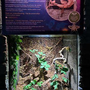 Second room - Spiny stick insect terrarium