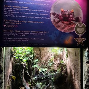 Second room - Vampire crab paludarium