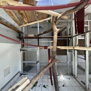 Dusky Langur Indoor Quarters