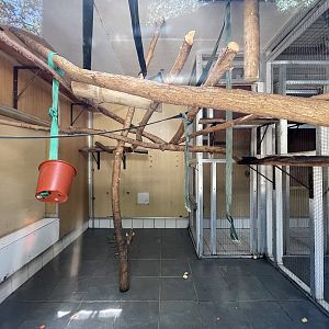Spider Monkey Indoor Quarters
