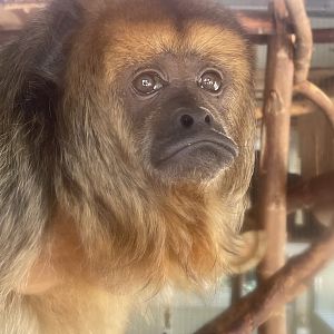 Female Howler Monkey