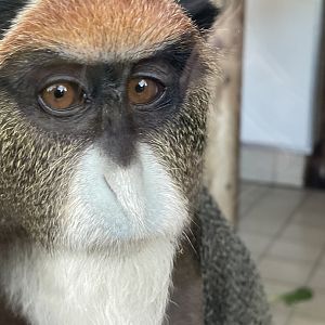 De Brazza’s Monkey