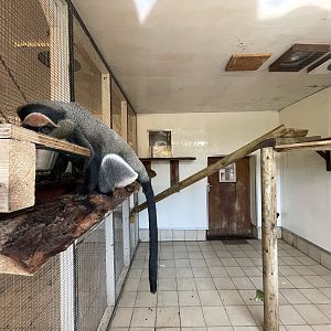 De Brazza’s Monkey Indoor Quarters