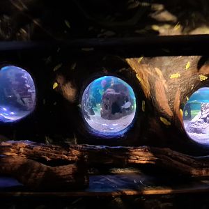 Second room - View into central tropical tank