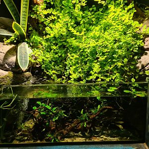 Second room - Smaller tank