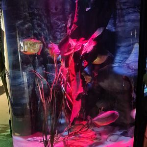 Second room - Piranha tank