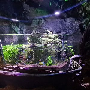 Second room - Rainbowfish tank