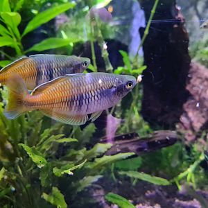 Second room - Boeseman's rainbowfish