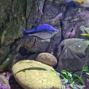 Second room - Lake Kutubu rainbowfish