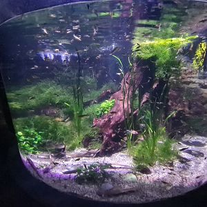 Second room - Larger tank