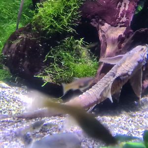 Second room - Whiptail catfish