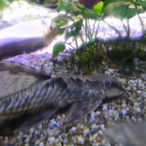 Second room - Whiptail catfish