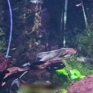 Second room - Whiptail catfish
