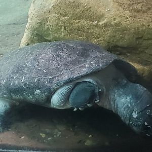 Turtle ID - Bronx Zoo JungleWorld (2022)