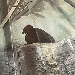 New crested wood partridge chick (Hatched August 2022)