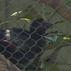 Unidentified Bird - Houston Zoo(Fischer Bird Gardens)(2016)