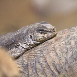 Desert Iguana