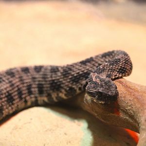 Barbour's Pygmy Rattlesnake