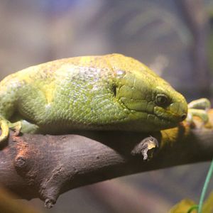 Solomon Islands Skink
