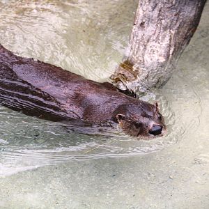 North American River Otter