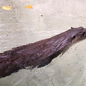North American River Otter