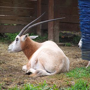 Scimitar-horned Oryx