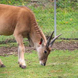Common Eland