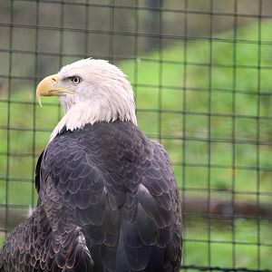 Southern Bald Eagle