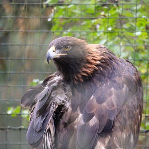 North American Golden Eagle