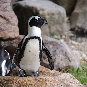 African Penguin