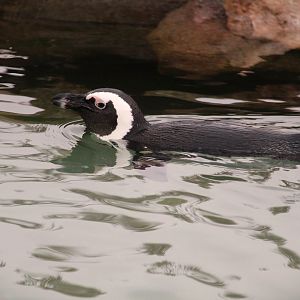 African Penguin