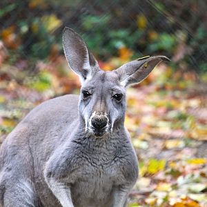 Red Kangaroo