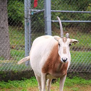 Scimitar-horned Oryx