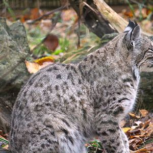 Bobcat