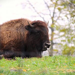 Plains Bison