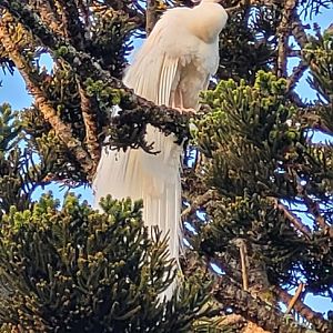 White Peacock roosting