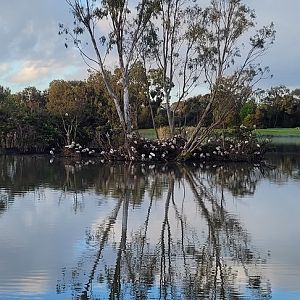 Ibis rookery